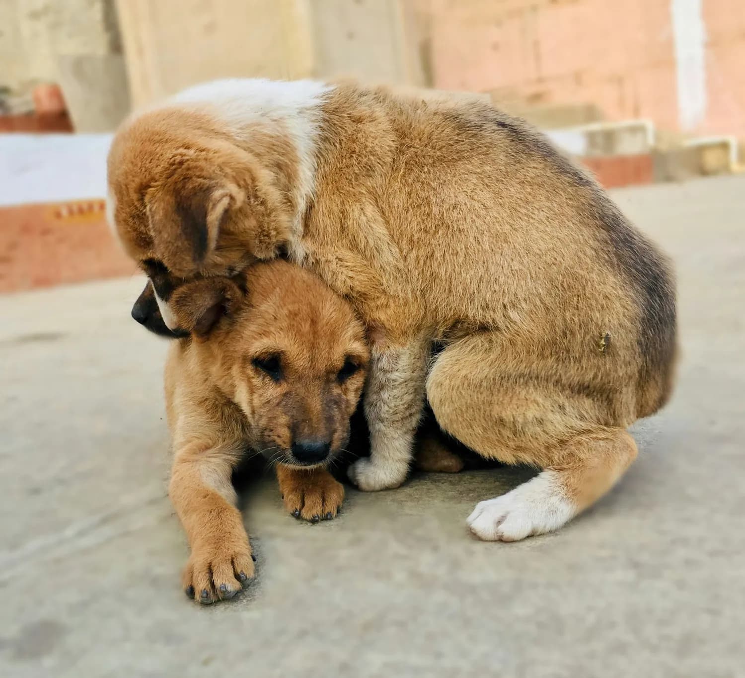 The Snuggle Is Real：宠物搞笑瞬间大集合