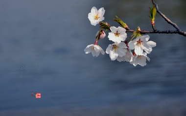 2024年清明节：时间、习俗与养生全攻略