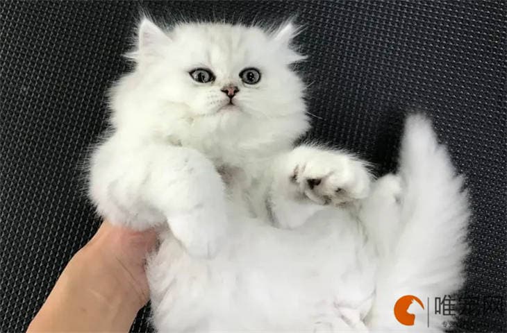 猫洗澡水温在多少合适