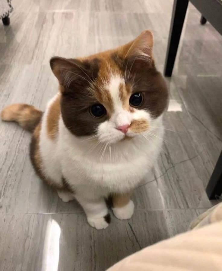 猫咪平均寿命是多少？健康秘诀、年龄换算、5大长寿关键因素，想让毛孩长命必看！
