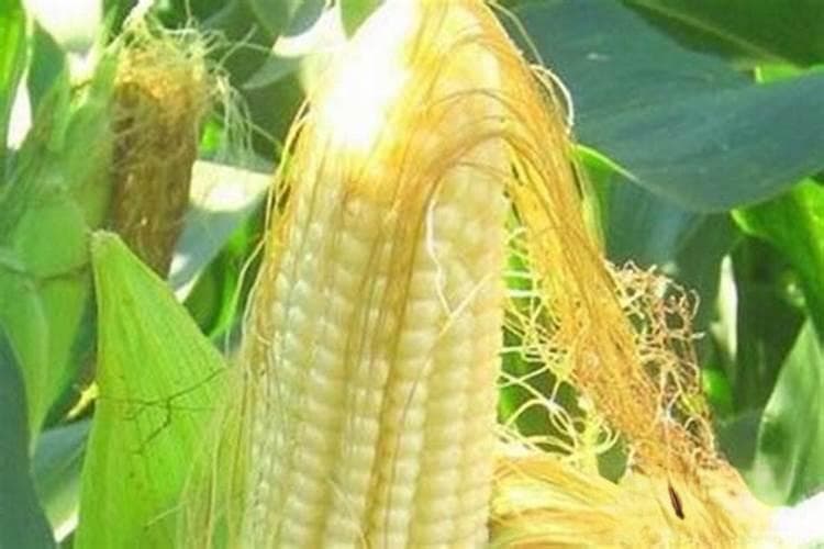 种植玉米所需的氮磷钾肥比例以多少为宜？