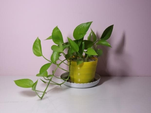 葫芦种花盆里行吗？庭院家居创意新选择