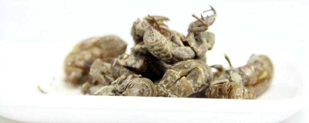 蝉蜕：大自然的神奇馈赠与医疗宝藏