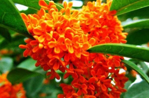 十大名贵桂花品种及其特点