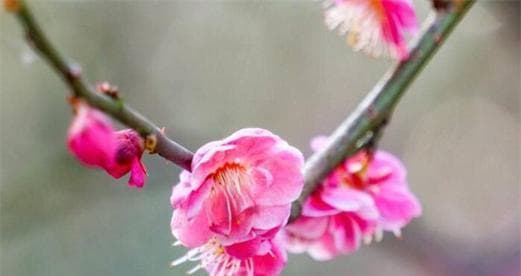梅花开花季节剖析（揭秘梅花的开花规律，描绘梅花的美丽时刻）