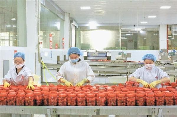 热辣产业 红火绽放——遵义辣椒高质量发展观察