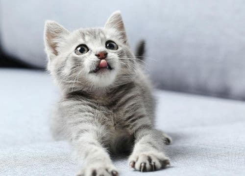 小猫腿部受伤怎么办？这份急救与护理指南请收好