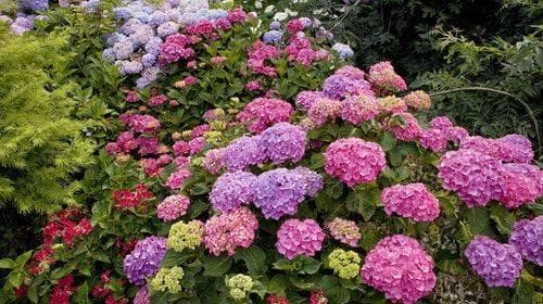花香四溢的秘密：探索花卉香气的来源