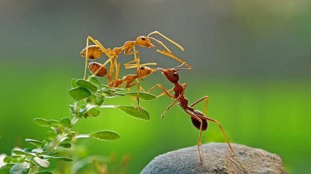 【动物界全系列】针尾下目—蚁总科（上）