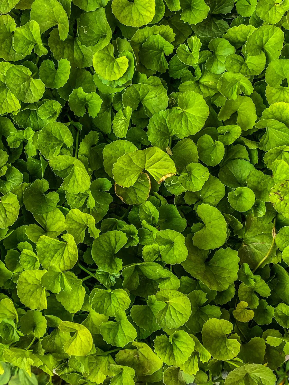 积雪草精华：油敏肌的护肤新宠，70%用户痘印明显改善