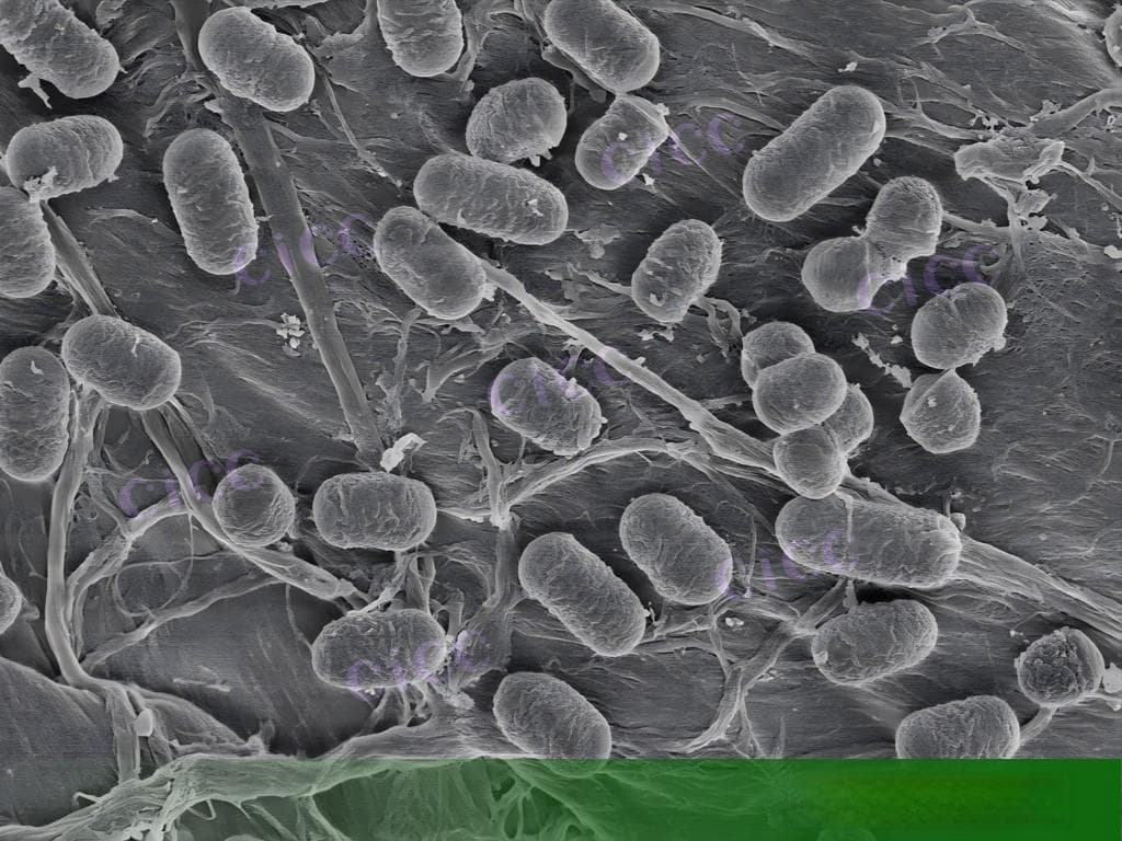 植物乳植杆菌：免疫调节、肠道健康与代谢改善的潜力菌株