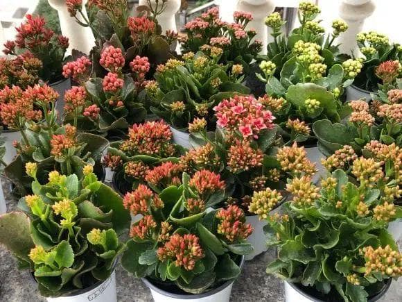 秋季修剪是关键，让长寿花冬季花开爆盆