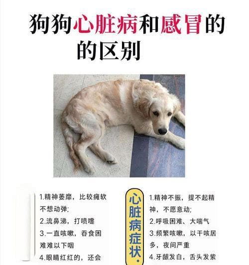 如何照顾患有感冒的小狗狗（幼犬感冒的护理措施参考）