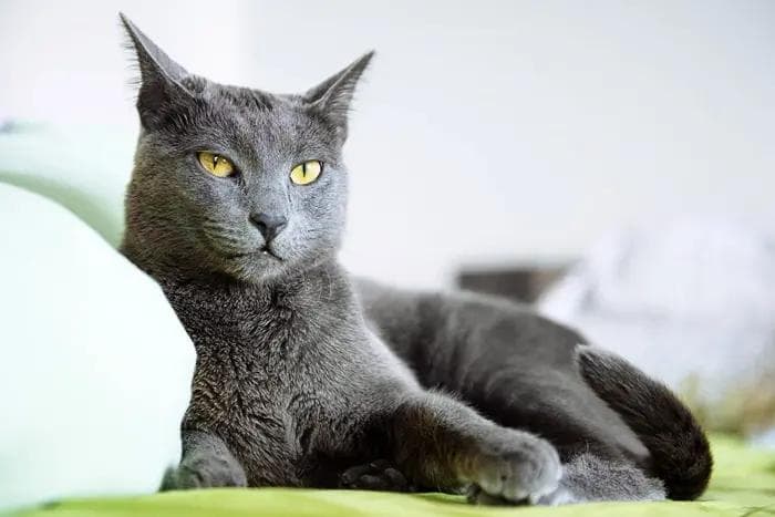 俄罗斯蓝猫：源自西伯利亚的贵族猫咪
