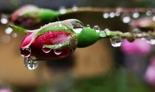 雨水节气 雨水节气与生产生活的关系