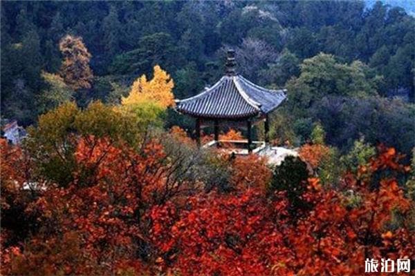 南京栖霞山赏枫攻略：最佳观赏时间、交通路线及免费人群
