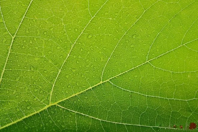植物的“呼吸之窗”：气孔导度的奥秘