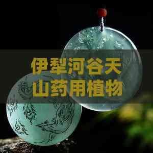 伊犁河谷天山药用植物与游牧古道探秘