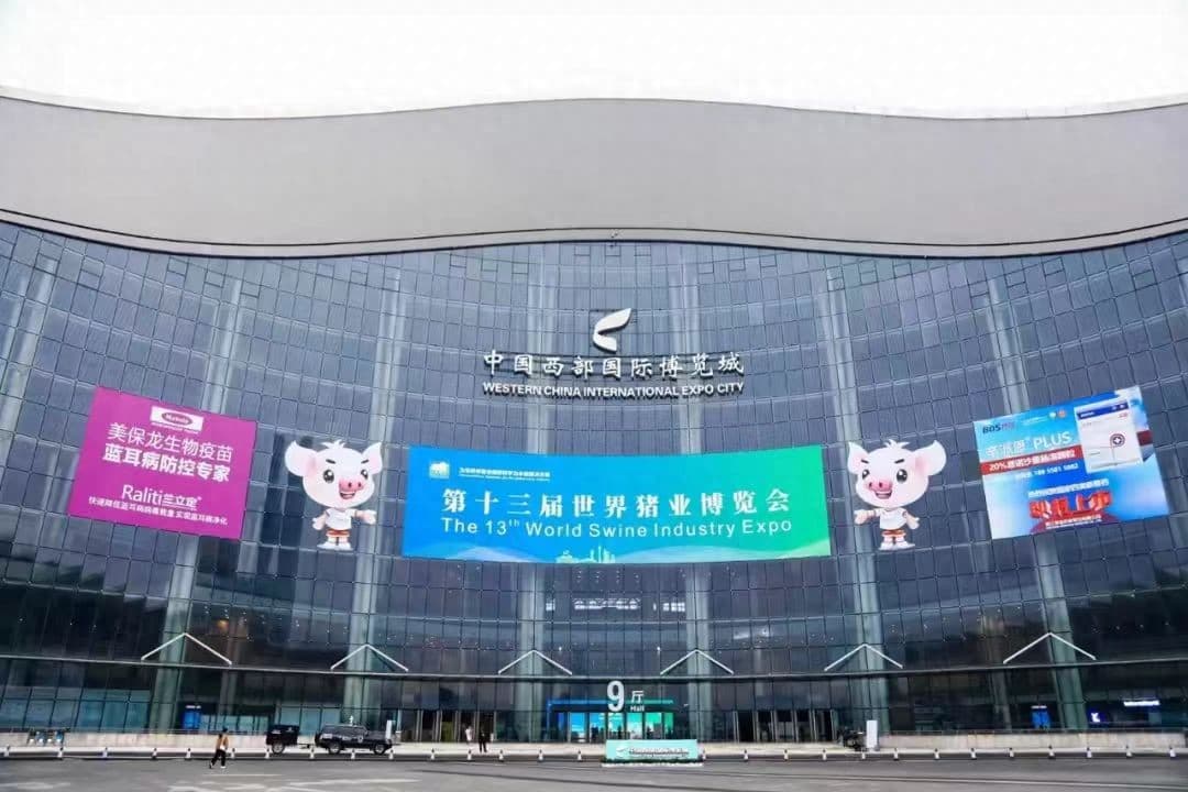 养猪业母猪繁殖效率深度剖析：从现状到提升策略全解