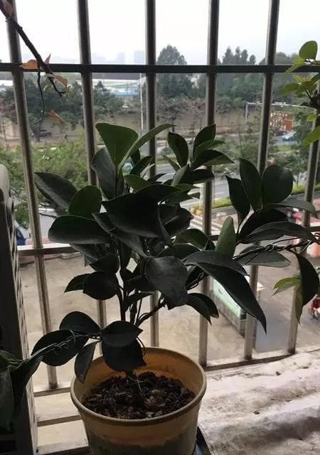 绿植掉叶子，教你解决！（如何防止绿植掉叶子，让你家中的植物健康生长？）