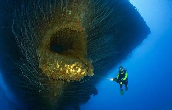 深海8000米有什么动物？触手超过10米的巨型动物，模样有多可怕？