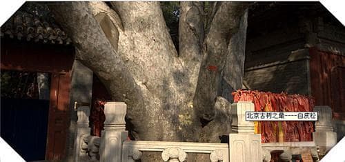 北京门头沟：七棵千年古树见证历史变迁