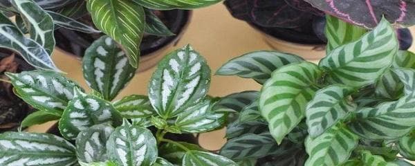 青苹果竹芋怎么养（详解青苹果竹芋养护技巧）