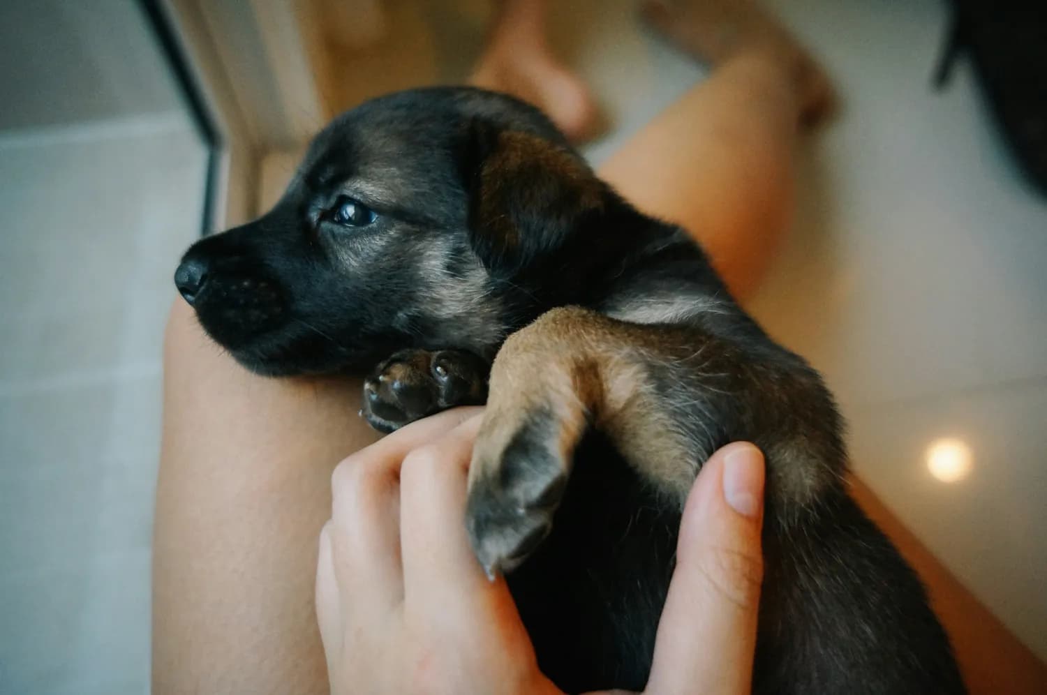 失去爱犬后的心灵疗愈：五个实用建议助你走出悲伤