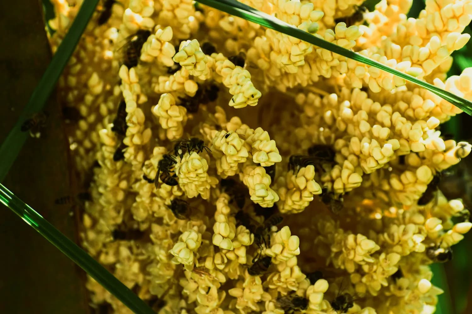 茶花蜂花粉：天然美容圣品的科学解读