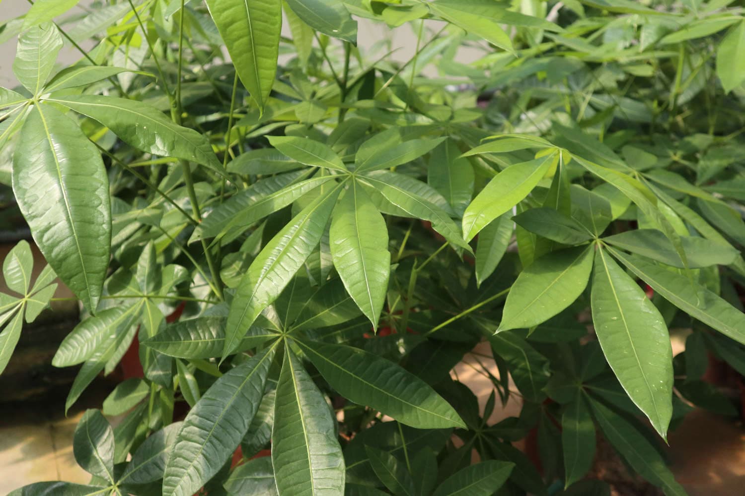 发财树烂根怎么办？症状识别与处理方法全攻略