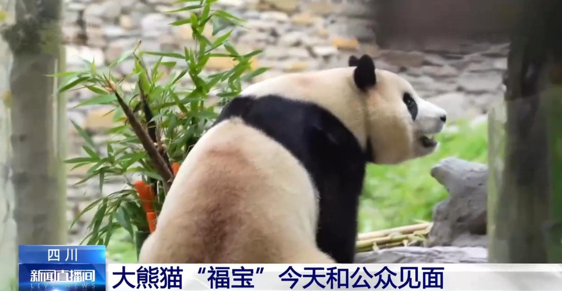 大熊猫“福宝”营业了！大家关心的问题请看这里
