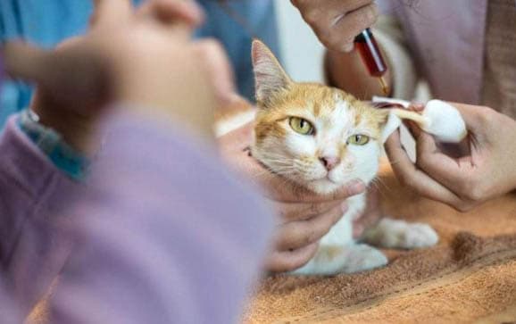 猫咪益生菌的作用和用处