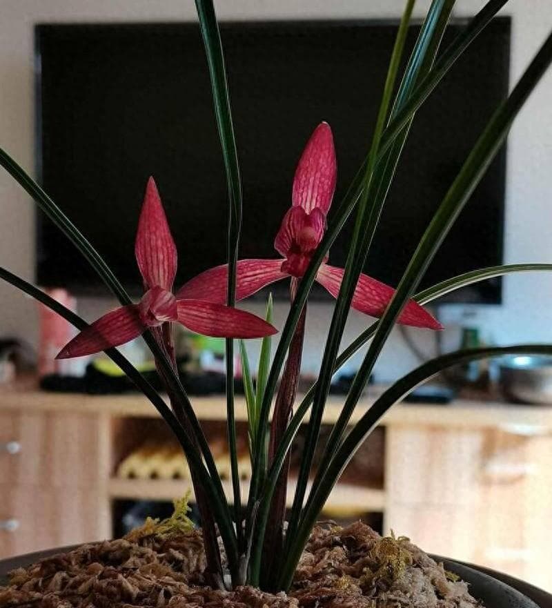 新手兰友必看：兰花浇水的正确方法与注意事项