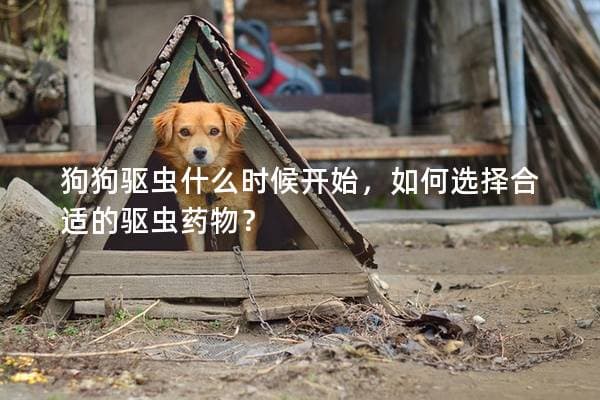 狗狗驱虫什么时候开始，如何选择合适的驱虫药物？