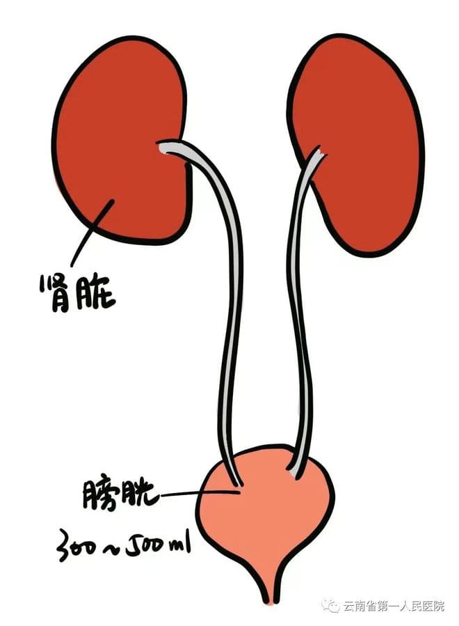 一喝水就想解小便VS半天不去上厕所，哪种人更健康？