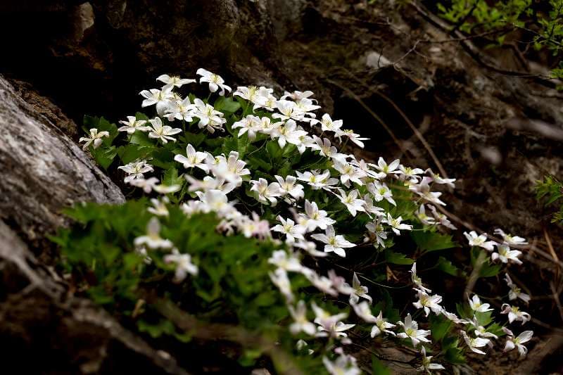 迎世界野生动植物日，国家植物园、北京动物园开展这些活动