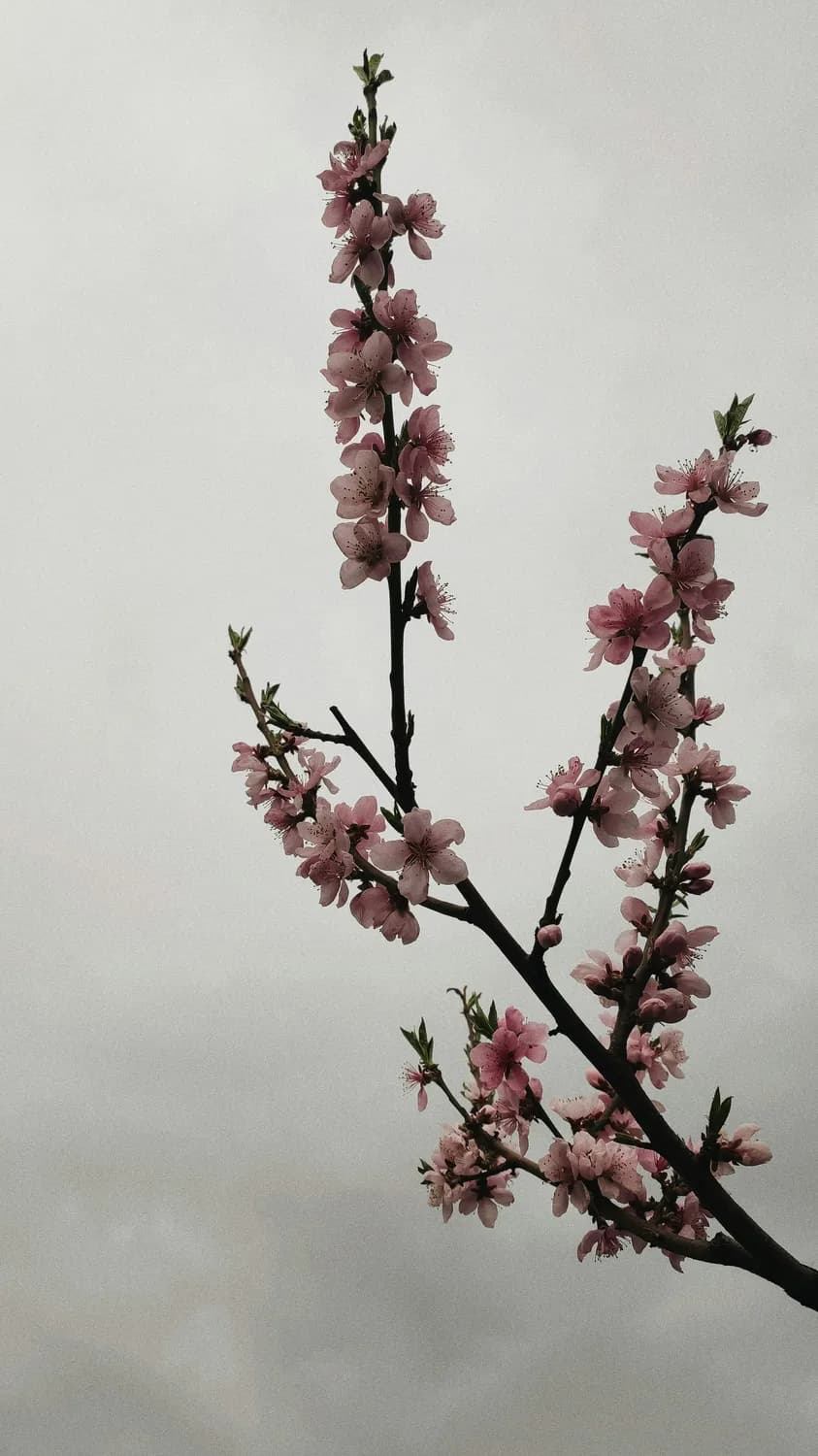揭秘四大生肖的逆天桃花运：中年后的爱情密码