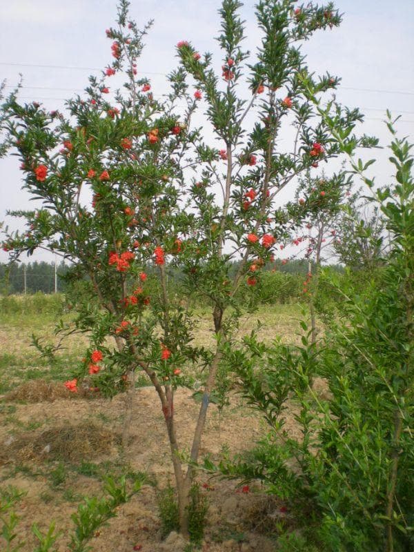 石榴树种植方法管理
