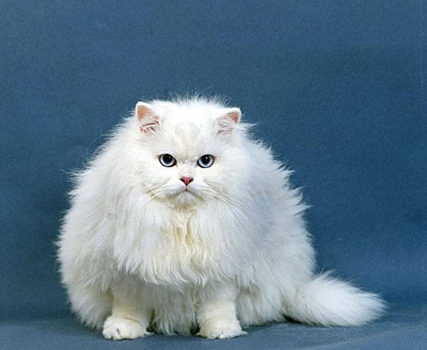 波斯猫：最古老最受欢迎的纯种猫之一