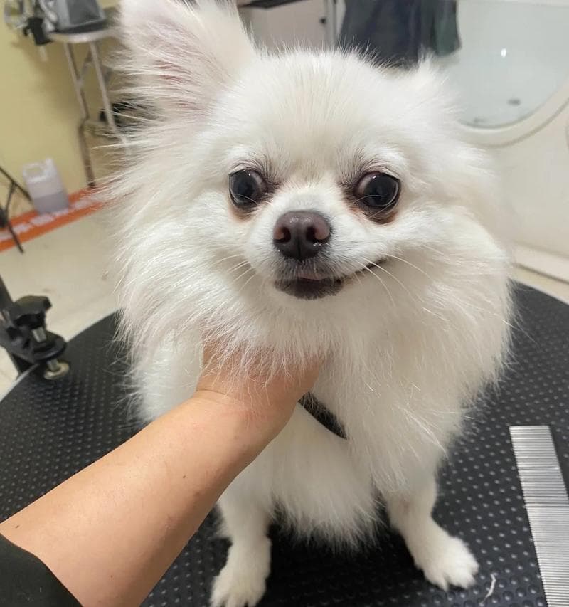 如何选择适合养博美犬的颜色？（从外貌到性格，探索不同颜色博美犬的特点）