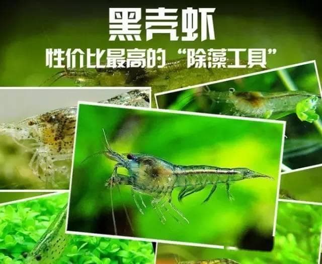 黑壳虾养殖全攻略：温度控制与食性特征详解