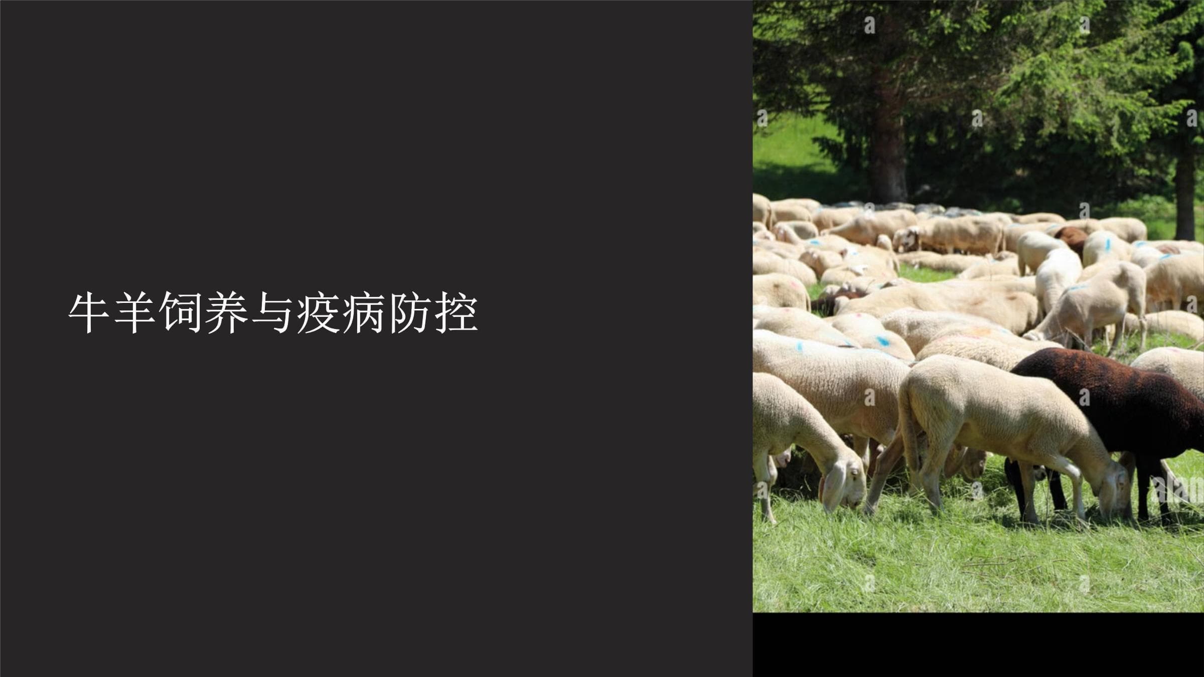 牛羊饲养与疫病防控指南