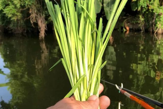 春季野钓草鱼，4个绝杀面饵配方，大草鱼狂口不止