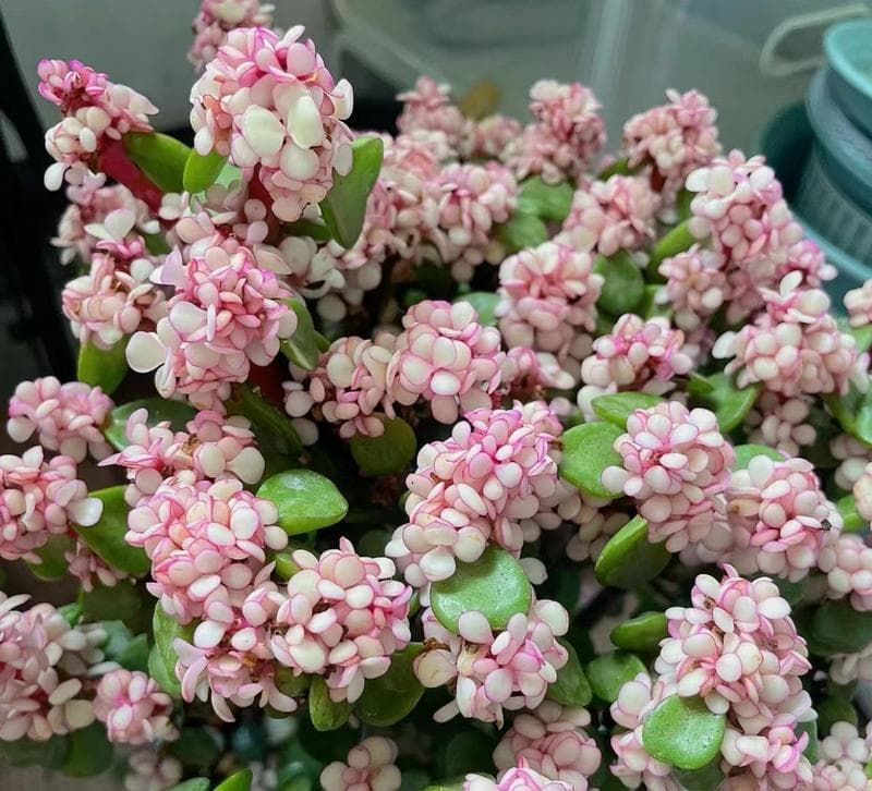 正确浇水方法，让金枝玉叶更加妍华