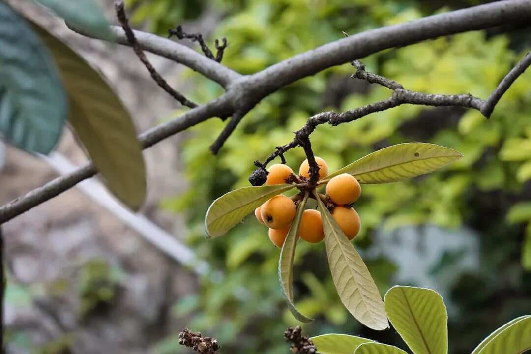 蒲门薛氏常用经典名方赏析——封髓丹