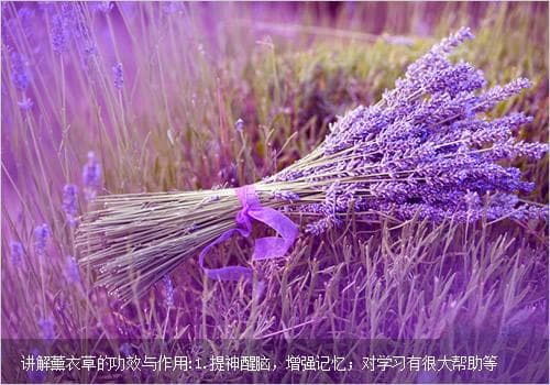 薰衣草的功效与作用：从提神醒脑到美容保健