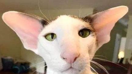 解密猫咪动耳朵的含义：从警惕到好奇，读懂猫咪情绪密码
