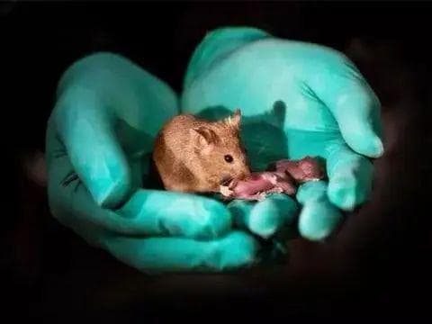 男男生子成真！多能干细胞技术助中国科学家培育出“双父”小鼠