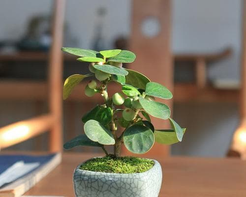 家里种菩提树，享受清净空间（让家里拥有菩提树的方法和功效）