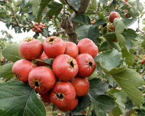 山楂适合什么地方种植？山楂的种植环境和条件是什么？